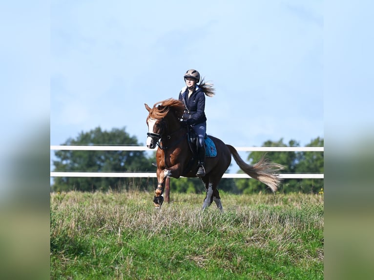 Melli's Dior Duitse rijpony Hengst Vos in Stuhr