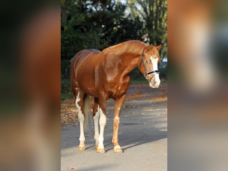Melli's Dior German Riding Pony Stallion Chestnut-Red in Stuhr