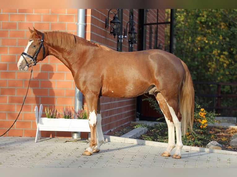 Melli's Dior German Riding Pony Stallion Chestnut-Red in Stuhr