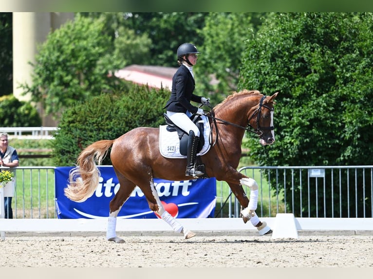 Melli's Dior German Riding Pony Stallion Chestnut-Red in Stuhr