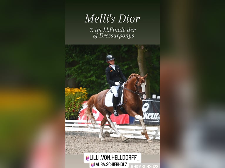 Melli's Dior Niemiecki kuc wierzchowy Ogier Kasztanowata in Stuhr