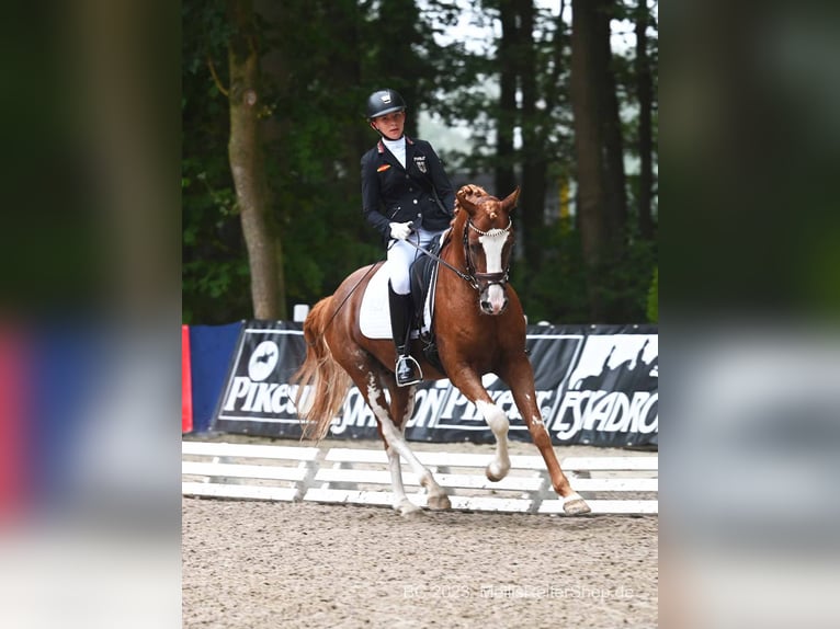 Melli's Dior Poney de selle allemand Étalon Alezan in Stuhr