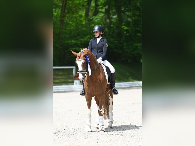 Melli's Dior Poney de selle allemand Étalon Alezan in Stuhr