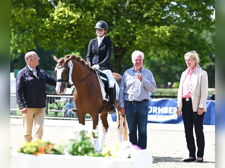 Melli's Dior Poney de selle allemand Étalon Alezan in Stuhr