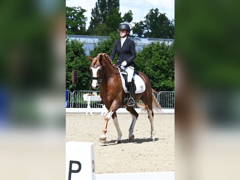 Melli's Dior Poney de selle allemand Étalon Alezan in Stuhr
