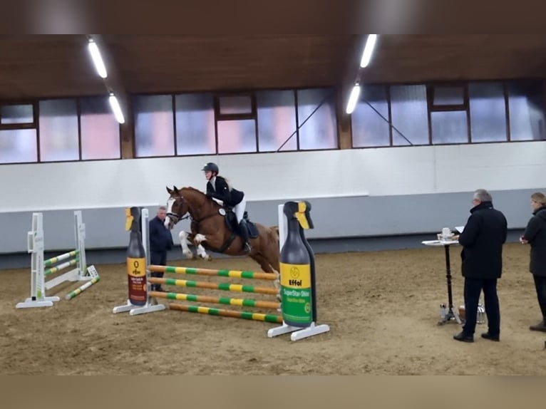 Melli's Dior Poney de selle allemand Étalon Alezan in Stuhr