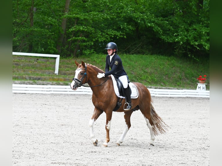 Melli's Dior Poney de selle allemand Étalon Alezan in Stuhr