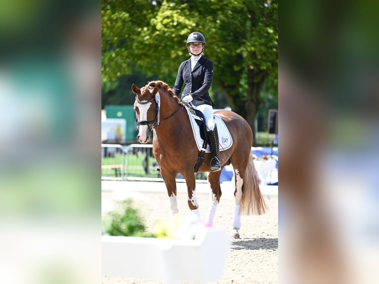 Melli's Dior Poney de selle allemand Étalon Alezan in Stuhr
