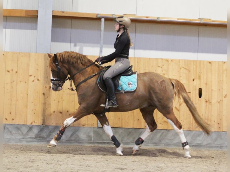 Melli's Dior Poney de selle allemand Étalon Alezan in Stuhr
