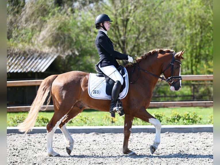 Melli's Dior Poney de selle allemand Étalon Alezan in Stuhr