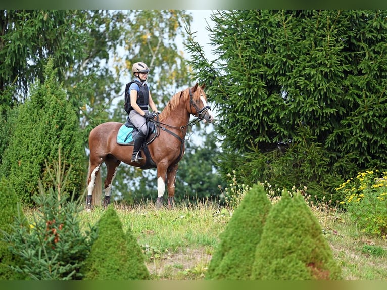 Melli's Dior Poney de selle allemand Étalon Alezan in Stuhr