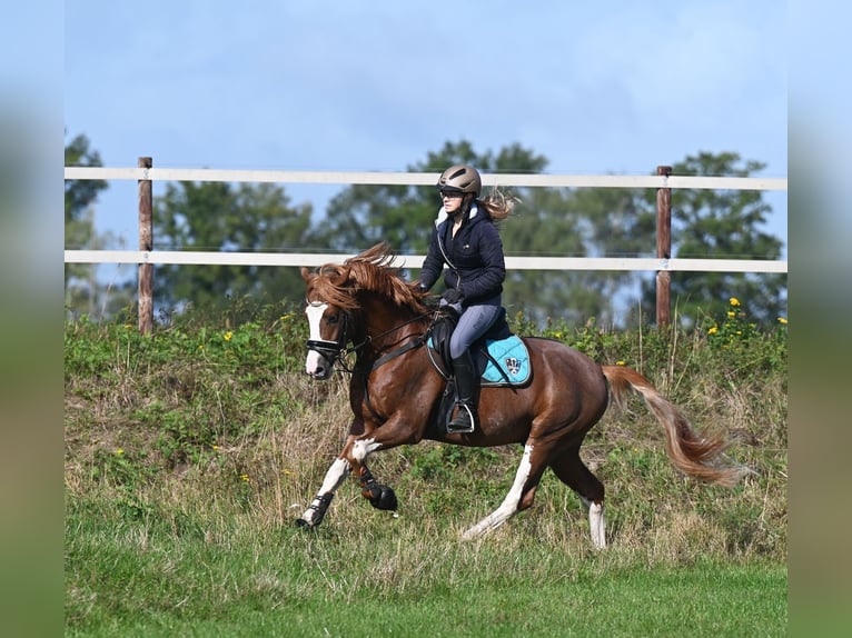 Melli's Dior Poney de selle allemand Étalon Alezan in Stuhr