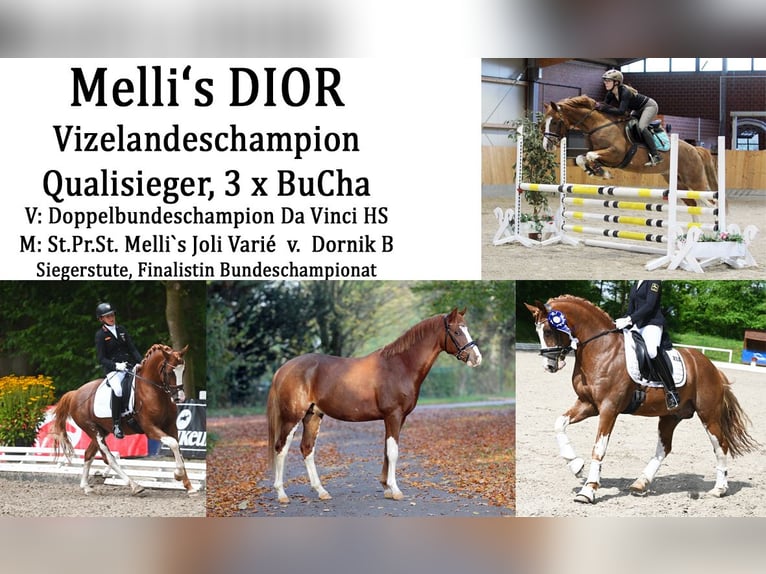 Melli's Dior Poni alemán Semental Alazán in Stuhr
