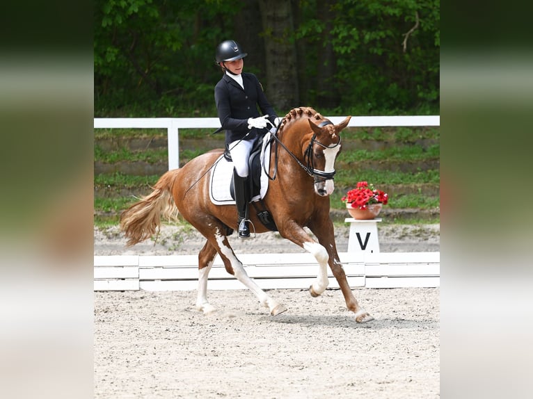 Melli's Dior Poni alemán Semental Alazán in Stuhr