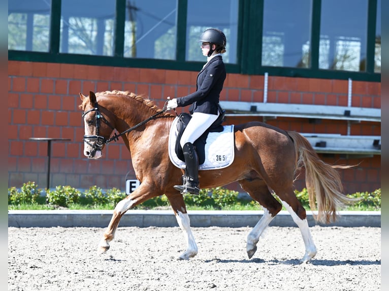 Melli's Dior Poni alemán Semental Alazán in Stuhr