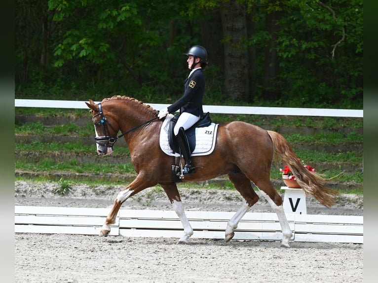 Melli's Dior Poni alemán Semental Alazán in Stuhr