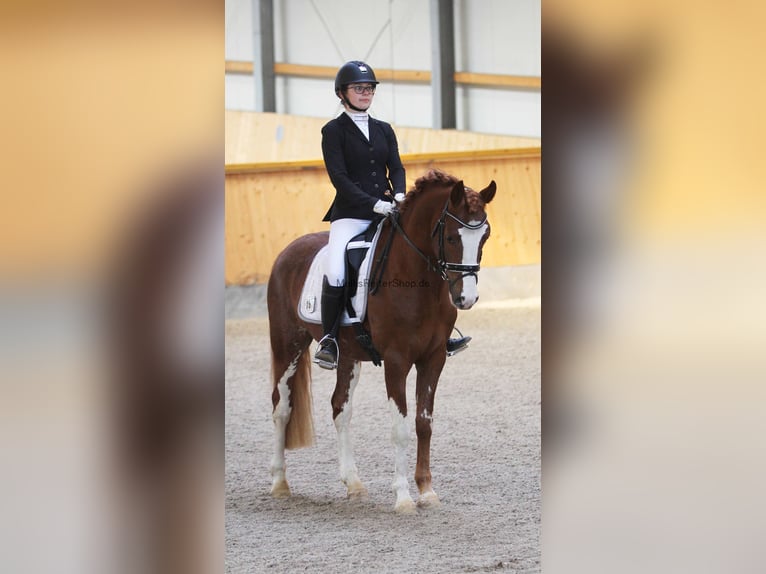 Melli's Dior Poni alemán Semental Alazán in Stuhr