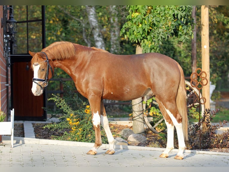 Melli's Dior Pony tedesco Stallone Sauro in Stuhr