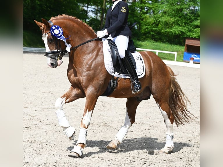 Melli's Dior Pony tedesco Stallone Sauro in Stuhr