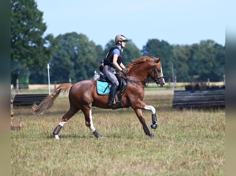 Melli's Dior Pony tedesco Stallone Sauro in Stuhr