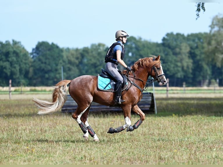 Melli's Dior Pony tedesco Stallone Sauro in Stuhr