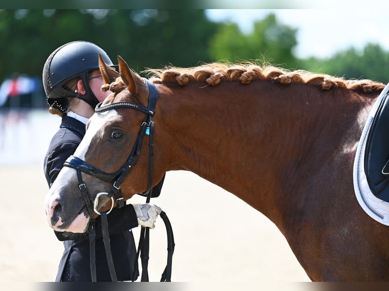 Melli's Dior Pony tedesco Stallone Sauro in Stuhr