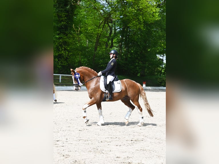 Melli's Dior Pony tedesco Stallone Sauro in Stuhr