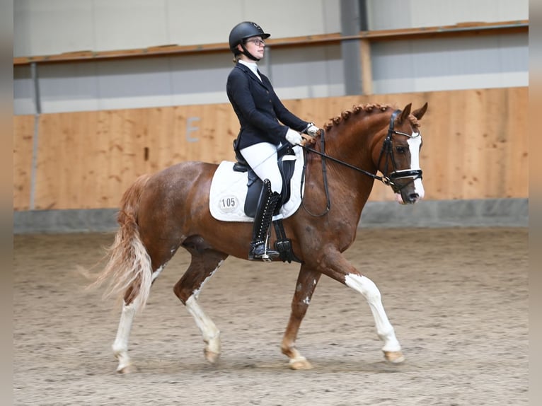 Melli's Dior Pony tedesco Stallone Sauro in Stuhr