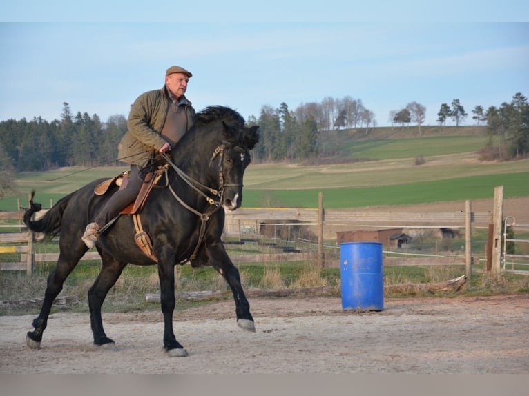 Menorcaanse Hengst 10 Jaar 162 cm Zwart in Bonndorf im Schwarzwald