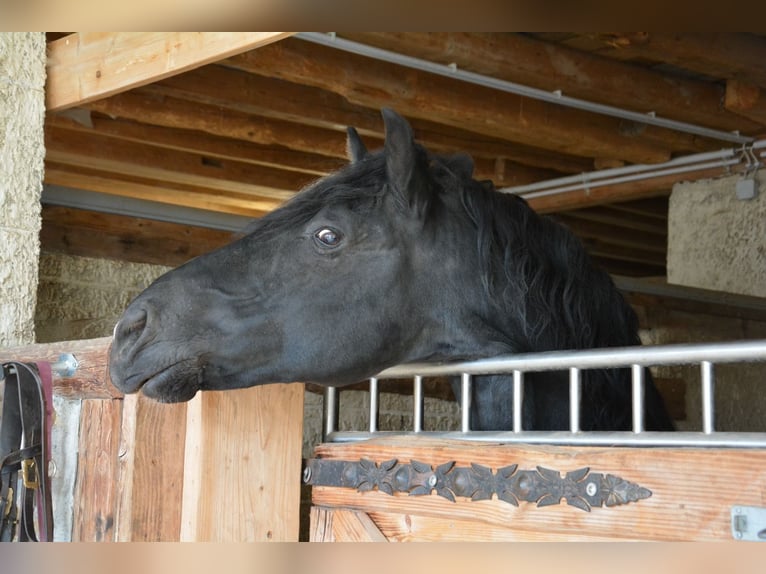 Menorcaanse Hengst 10 Jaar 162 cm Zwart in Bonndorf im Schwarzwald