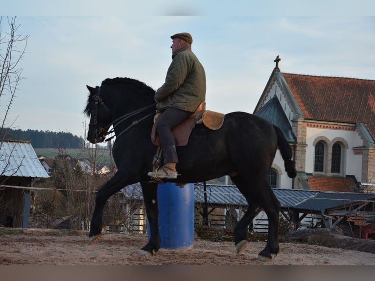 Menorcaanse Hengst 10 Jaar 162 cm Zwart in Bonndorf im Schwarzwald