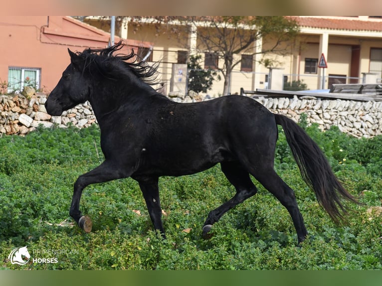 Menorcaanse Hengst 11 Jaar 155 cm Zwart in Menorca