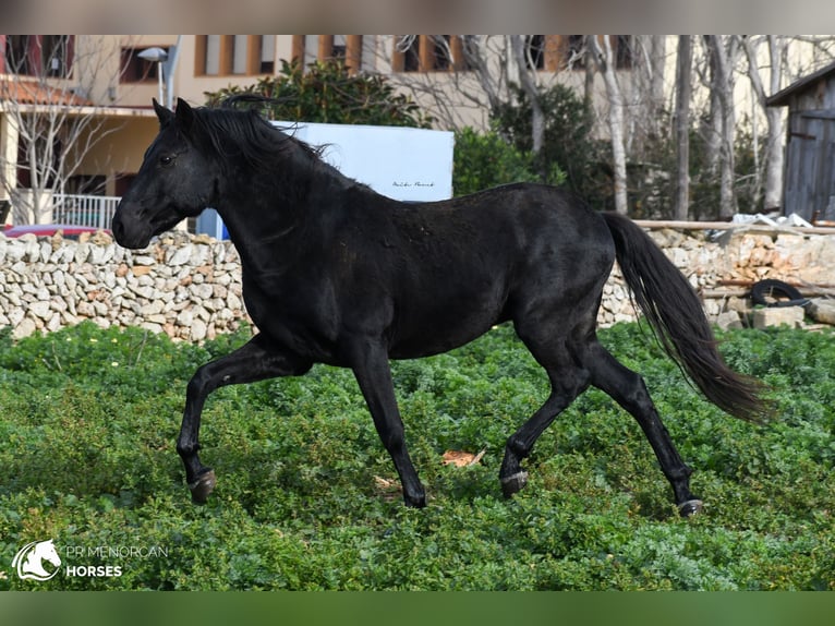 Menorcaanse Hengst 11 Jaar 155 cm Zwart in Menorca