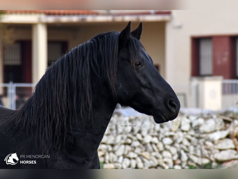 Menorcaanse Hengst 11 Jaar 155 cm Zwart in Menorca