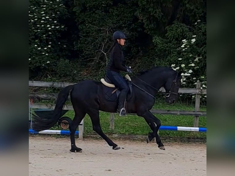 Menorcaanse Hengst 11 Jaar 158 cm Zwart in Aubonne