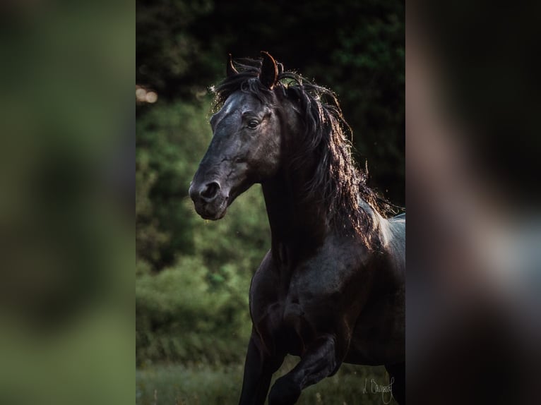 Menorcaanse Hengst 11 Jaar 158 cm Zwart in Aubonne
