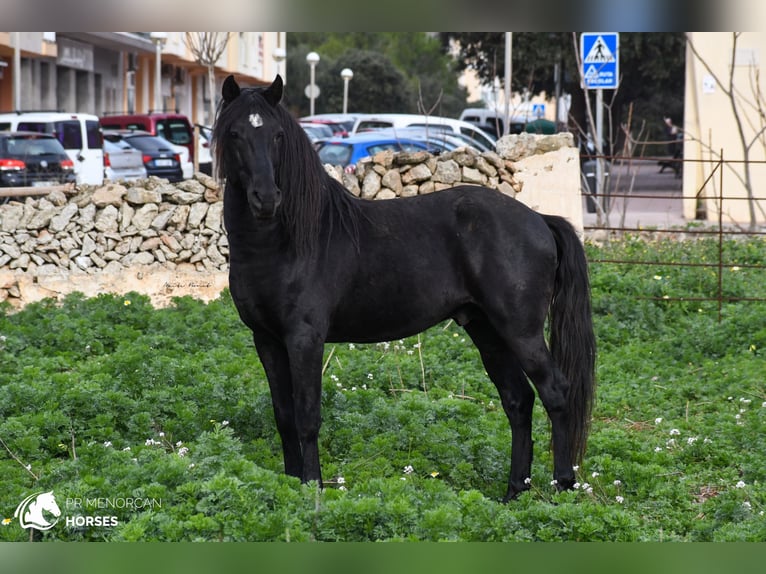 Menorcaanse Hengst 11 Jaar 159 cm Zwart in Menorca