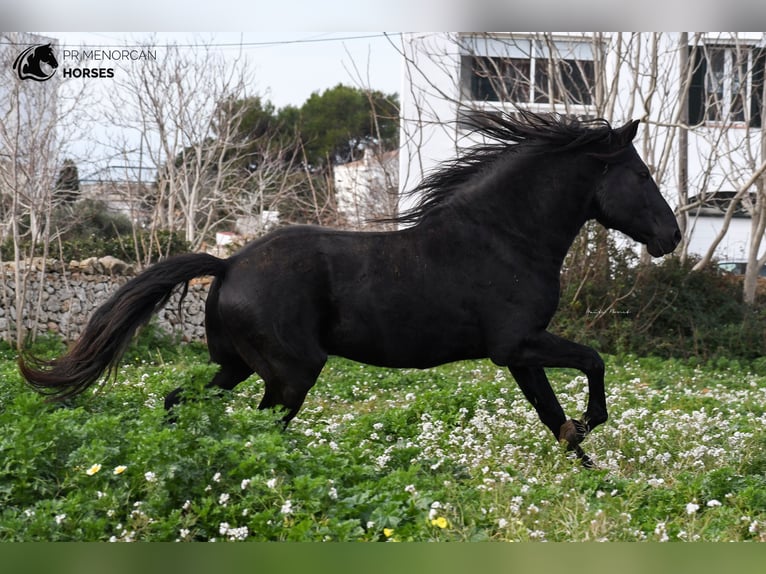 Menorcaanse Hengst 11 Jaar 159 cm Zwart in Menorca