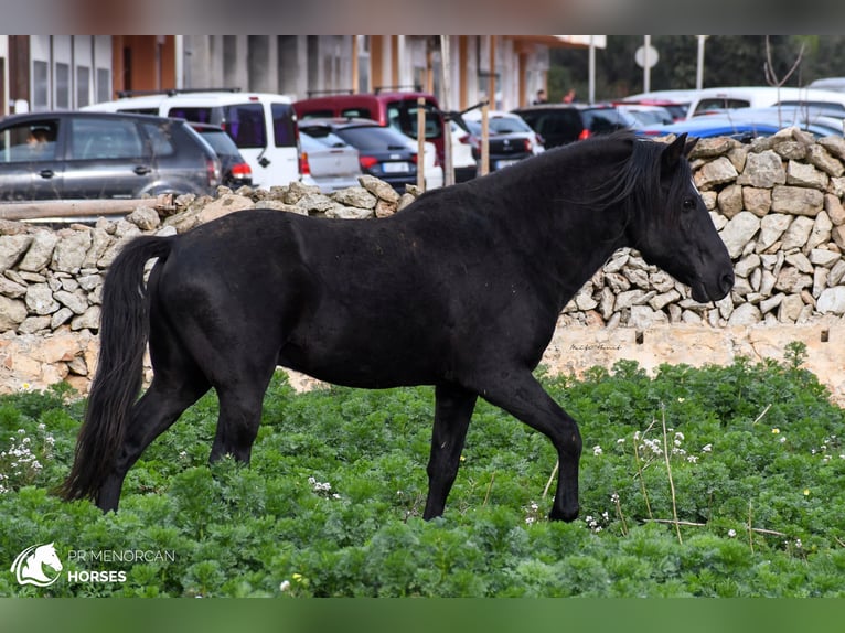 Menorcaanse Hengst 11 Jaar 159 cm Zwart in Menorca