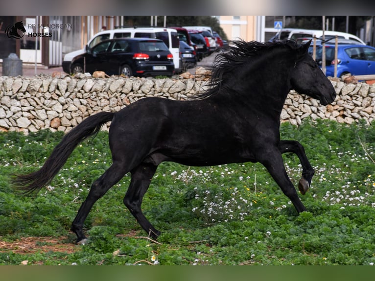 Menorcaanse Hengst 11 Jaar 159 cm Zwart in Menorca