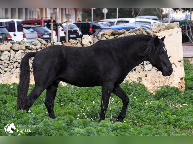 Menorcaanse Hengst 11 Jaar 159 cm Zwart in Menorca