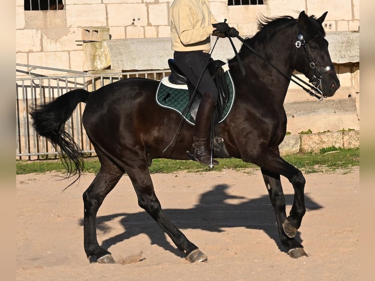 Menorcaanse Hengst 12 Jaar 166 cm Zwart in Menorca