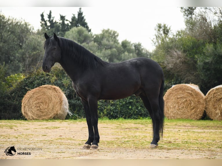 Menorcaanse Hengst 13 Jaar 156 cm Zwart in Menorca