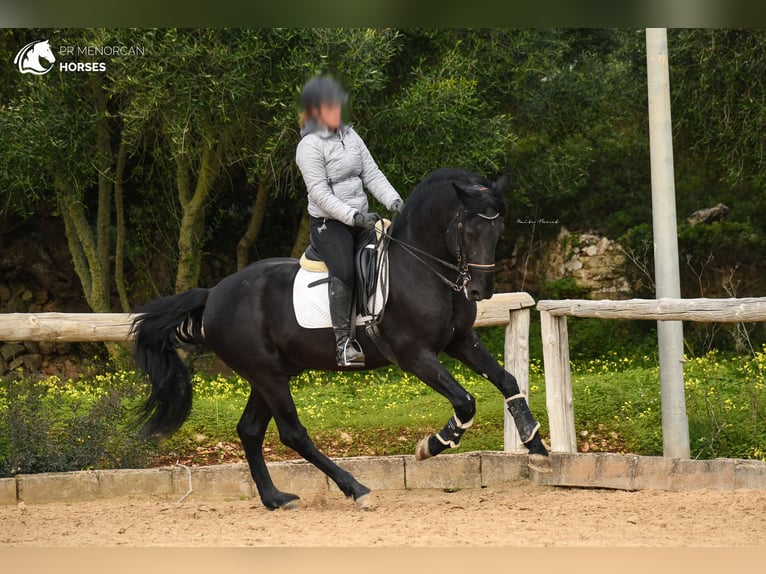 Menorcaanse Hengst 13 Jaar 156 cm Zwart in Menorca