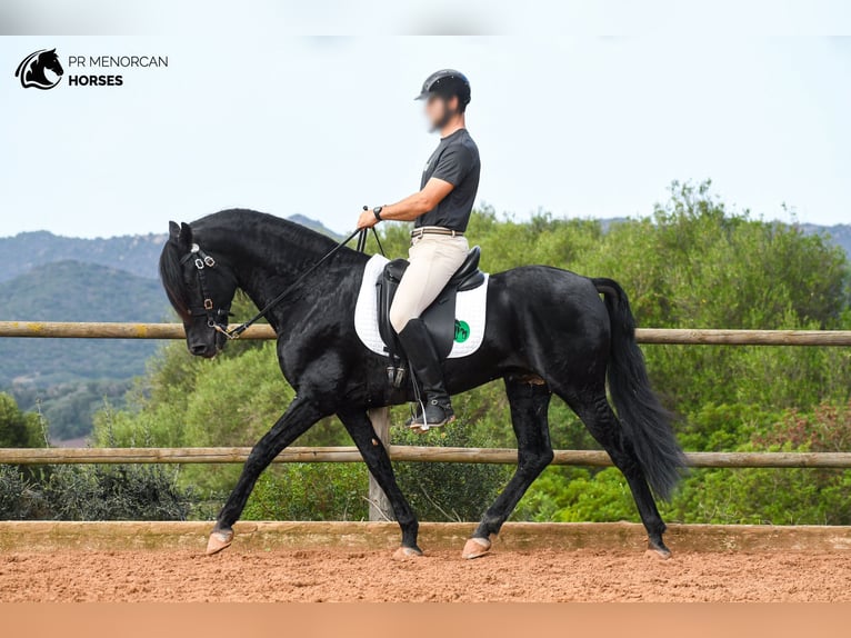 Menorcaanse Hengst 14 Jaar 155 cm Zwart in Menorca