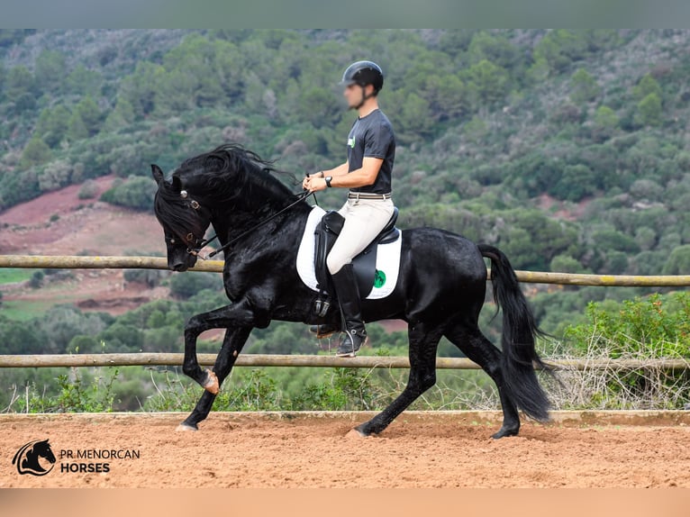 Menorcaanse Hengst 15 Jaar 155 cm Zwart in Menorca