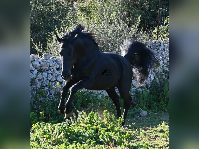 Menorcaanse Hengst 15 Jaar 160 cm Zwart in Menorca