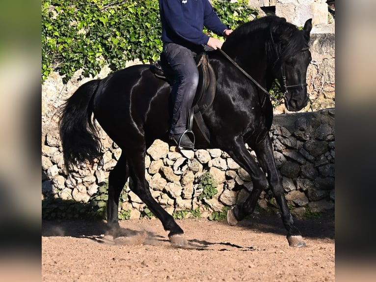 Menorcaanse Hengst 15 Jaar 160 cm Zwart in Menorca