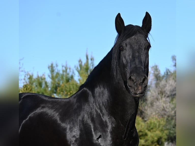 Menorcaanse Hengst 15 Jaar 160 cm Zwart in Menorca