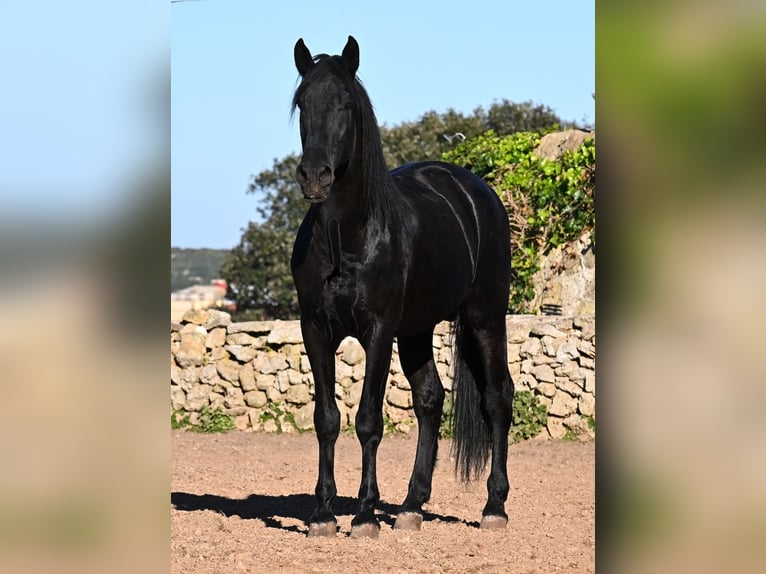 Menorcaanse Hengst 15 Jaar 160 cm Zwart in Menorca